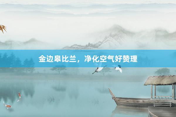 金边皋比兰，净化空气好赞理